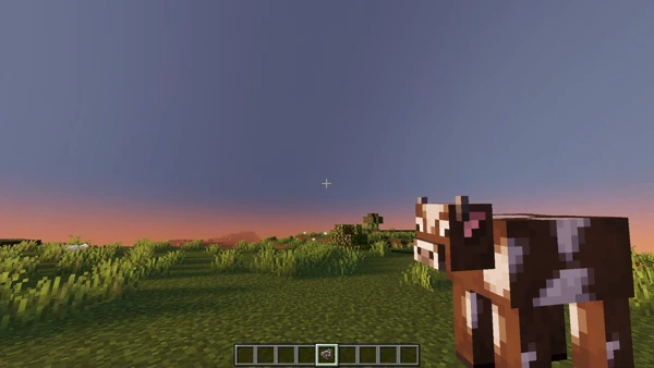 Blocky cow in a grassy field at sunset