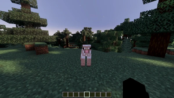 Sheep standing in a forest clearing