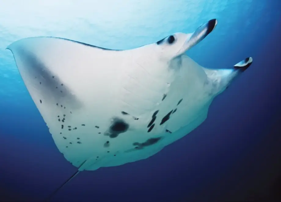Thumbnail: Dynamicatsion's Reef Manta Ray