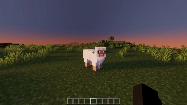 Blocky sheep on grassy field at sunset