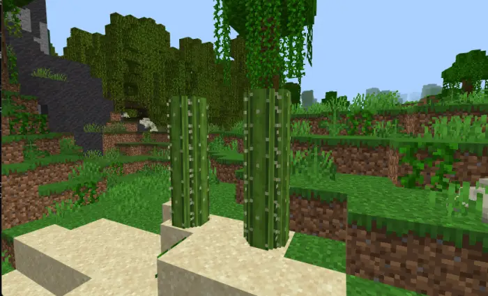 Two smooth, rounded cacti in a grassy area