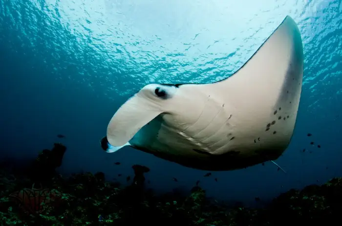 Reef manta ray gliding in warm ocean water