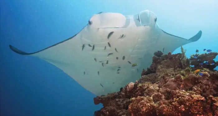 Reef manta ray gliding above coral reef