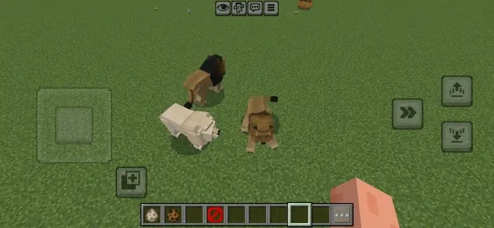 Three lions and a wolf on grassy terrain