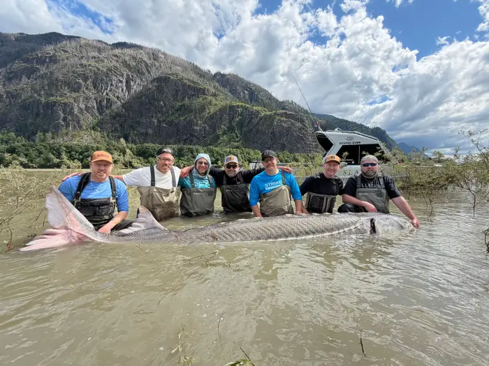 Group holds a giant fish in shallow water.