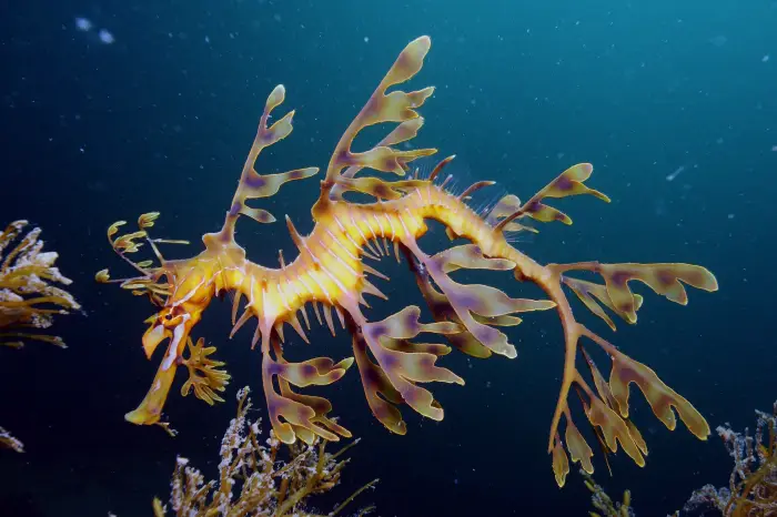 Leafy sea dragon swimming among seaweed