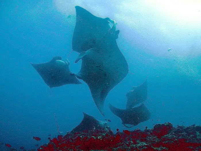 Group of reef manta rays swimming underwater.