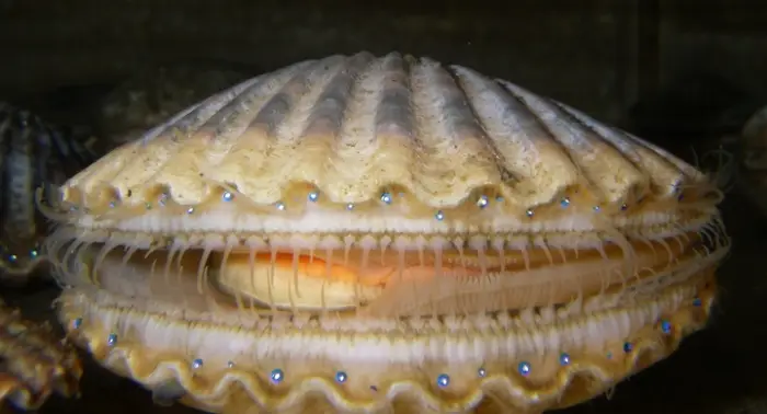 Scallop shell with glowing blue eyes
