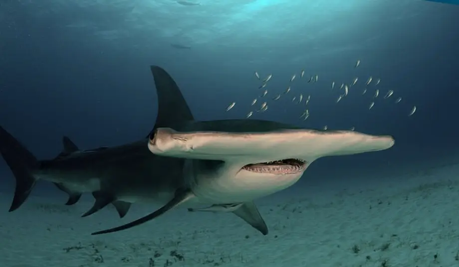Thumbnail: Great Hammerhead Shark [COLLAB]