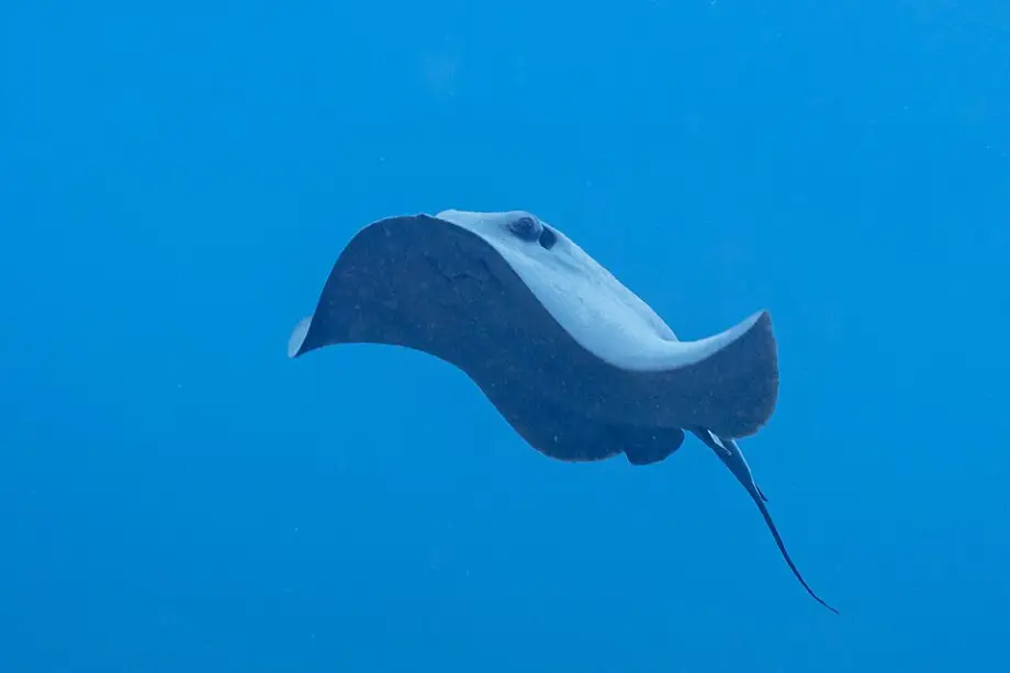 Thumbnail: Some Stingrays [COLLAB]