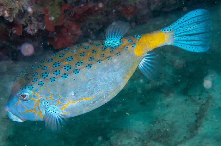 Thumbnail: Boxfish Add-on (TQM2026)