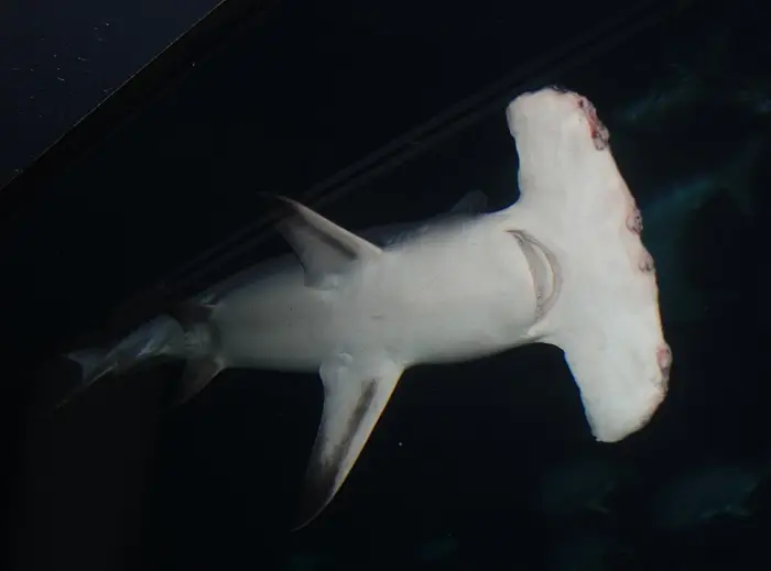 Great Hammerhead swimming in dark water.