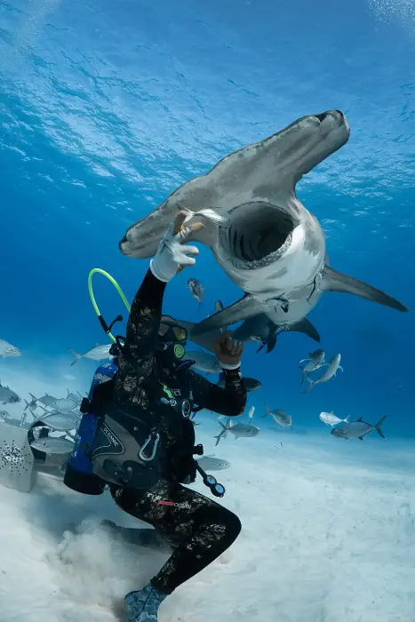 Diver interacting with a great hammerhead shark