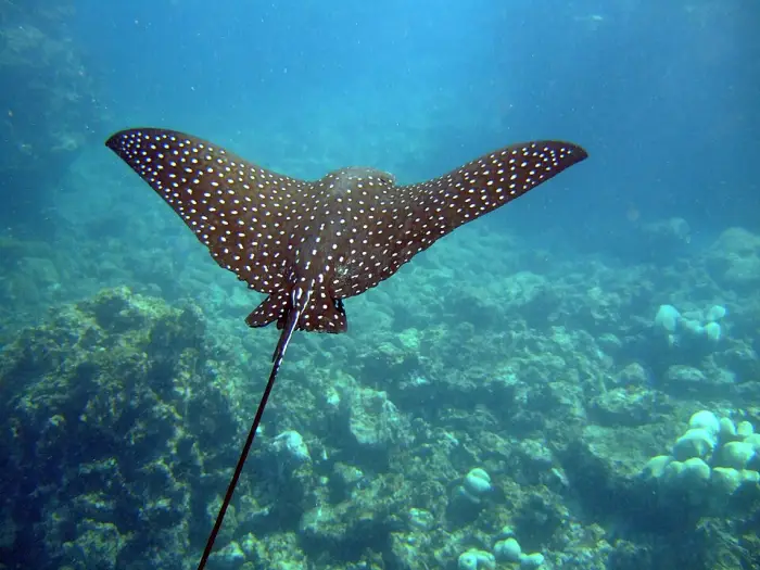 Spotted stingray swimming above coral reef