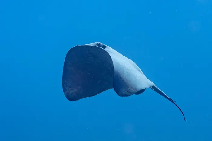 Stingray swimming in blue ocean water