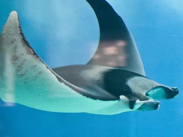 Large stingray swimming in clear blue water.