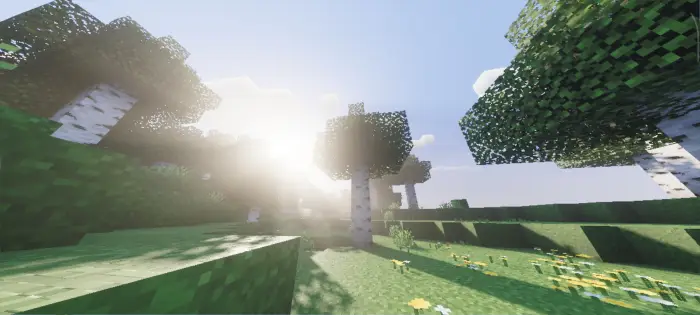 Sunlight filters through birch trees and grass