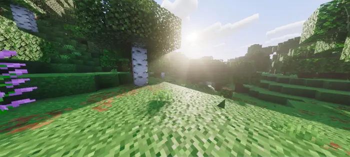 Sunlight streams through realistic forest scene