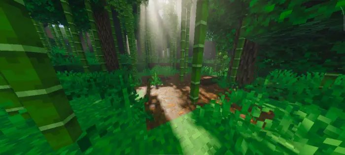 Sun rays shine through lush bamboo forest