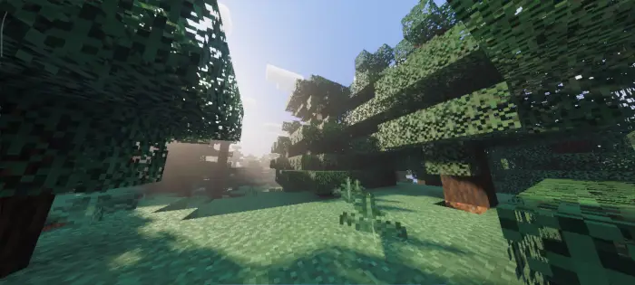 Sunlight filters through detailed forest trees.