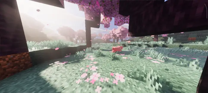Soft lighting and cherry blossom landscape