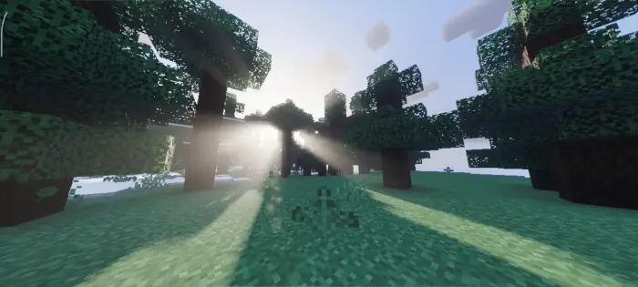 Sunlight rays through blocky forest trees