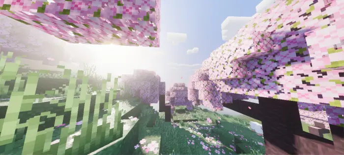 Sunlit cherry blossom trees with soft lighting