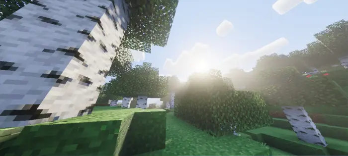 Sunlight filters through birch trees, enhanced.