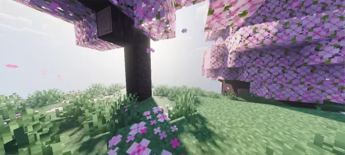 Sunlit cherry blossom tree with soft shadows