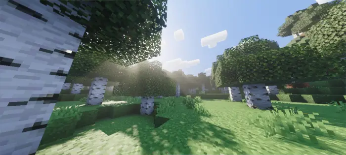 Sunbeams shine through birch forest blocks