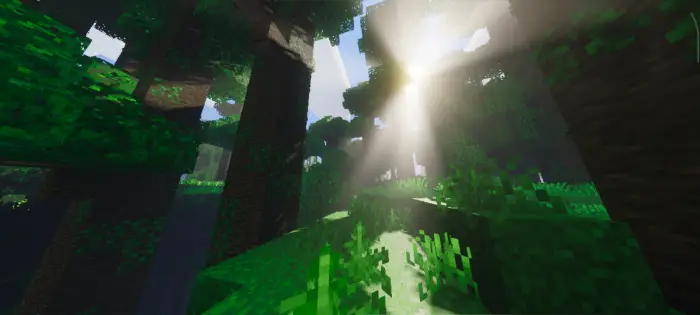 Sunlight filters through lush, vibrant forest.