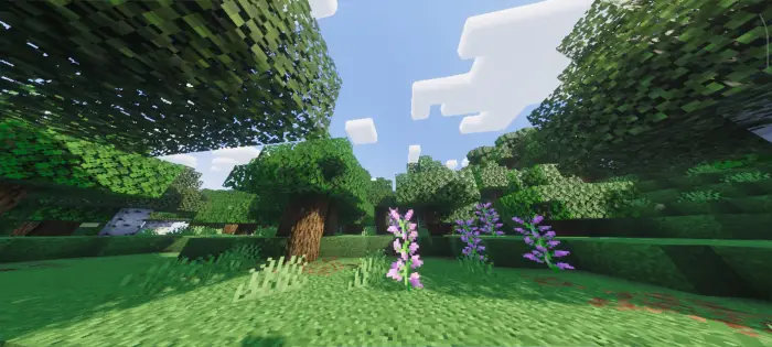Sunlit forest with vibrant flowers and shadows