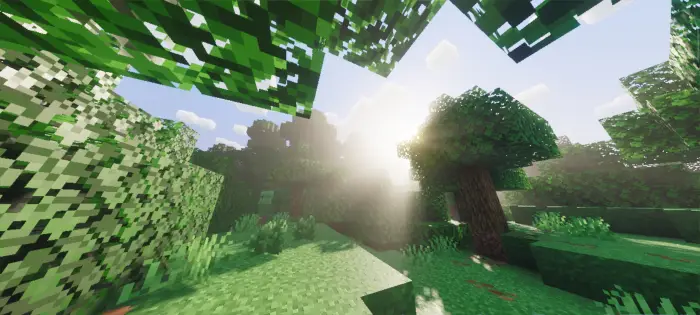 Sunlight filters through lush blocky trees
