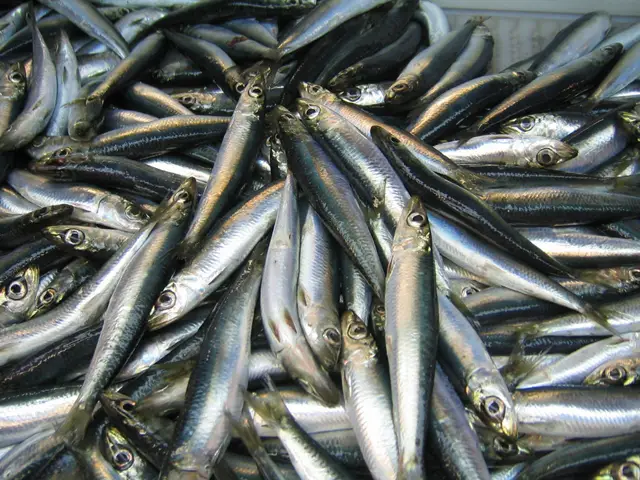 Pile of small, silvery fish close together