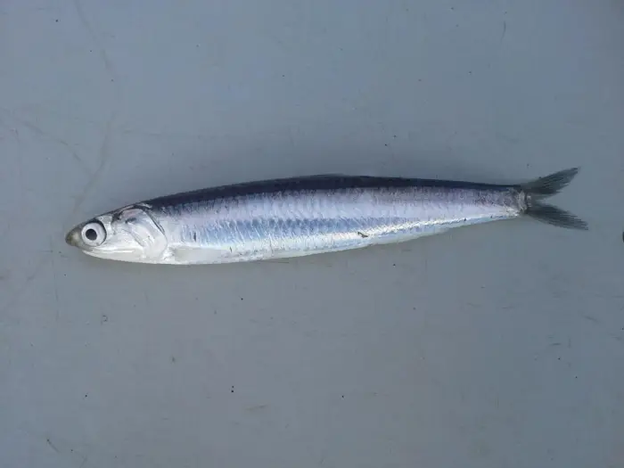 Small silver fish with pointed head and tail