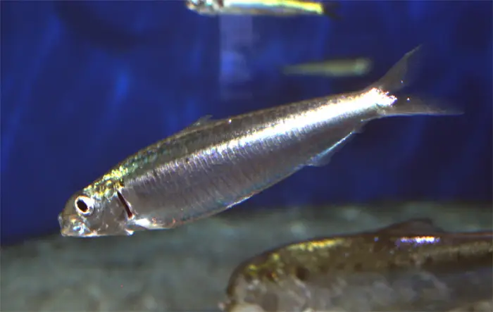 Small silver fish swimming in blue water