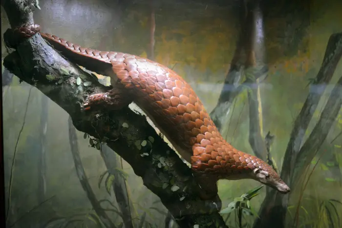 Sunda pangolin climbing a tree branch