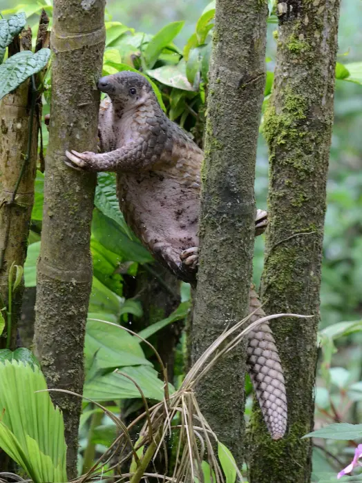 Sunda pangolin climbing among tree trunks
