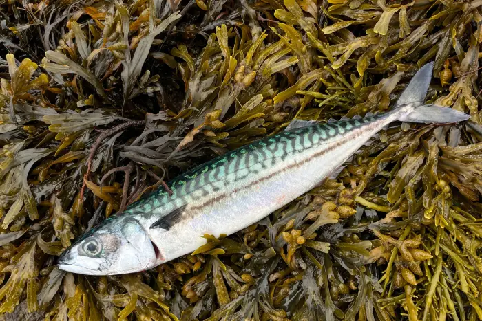 Mackerel lying on seaweed.