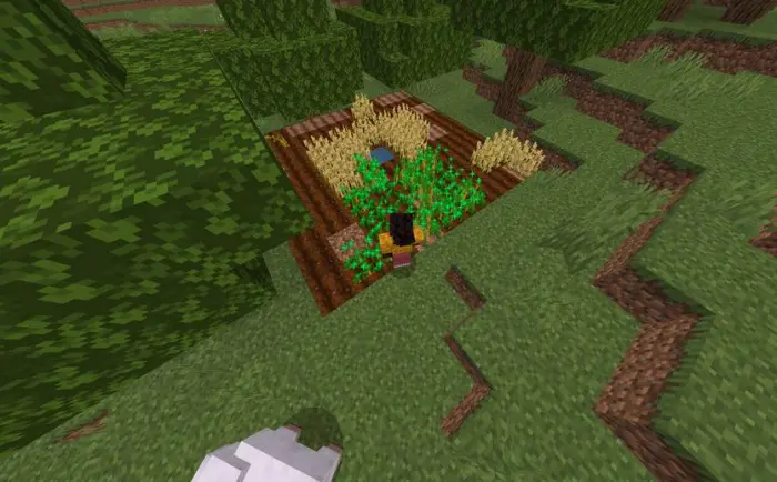 Player sneaking near fast-growing crops