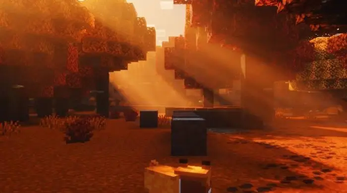 Golden sun rays filter through autumn trees.