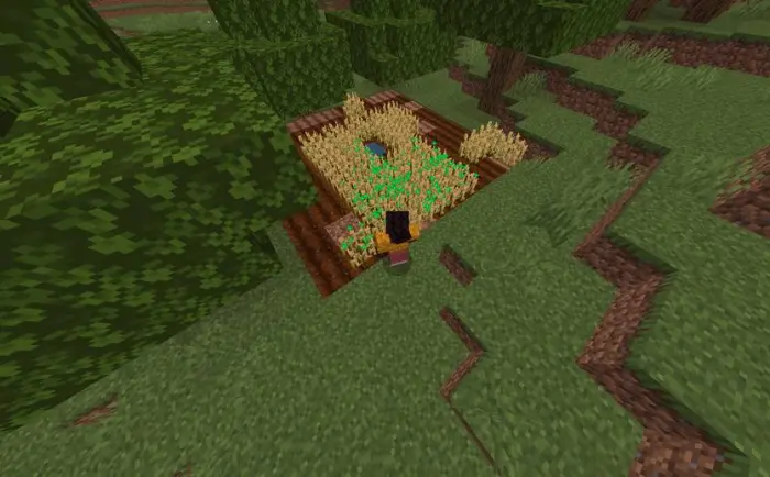 Player sneaking near growing crops.